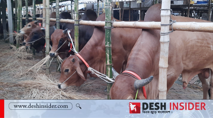 গাবতলী, গরু, হাট