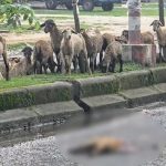 ভেড়া