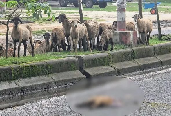 ভেড়া