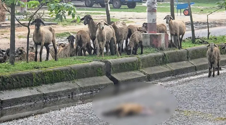 ভেড়া