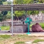 মহিষ
