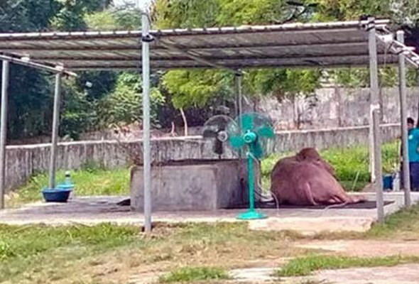 মহিষ