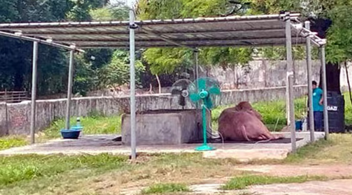 মহিষ